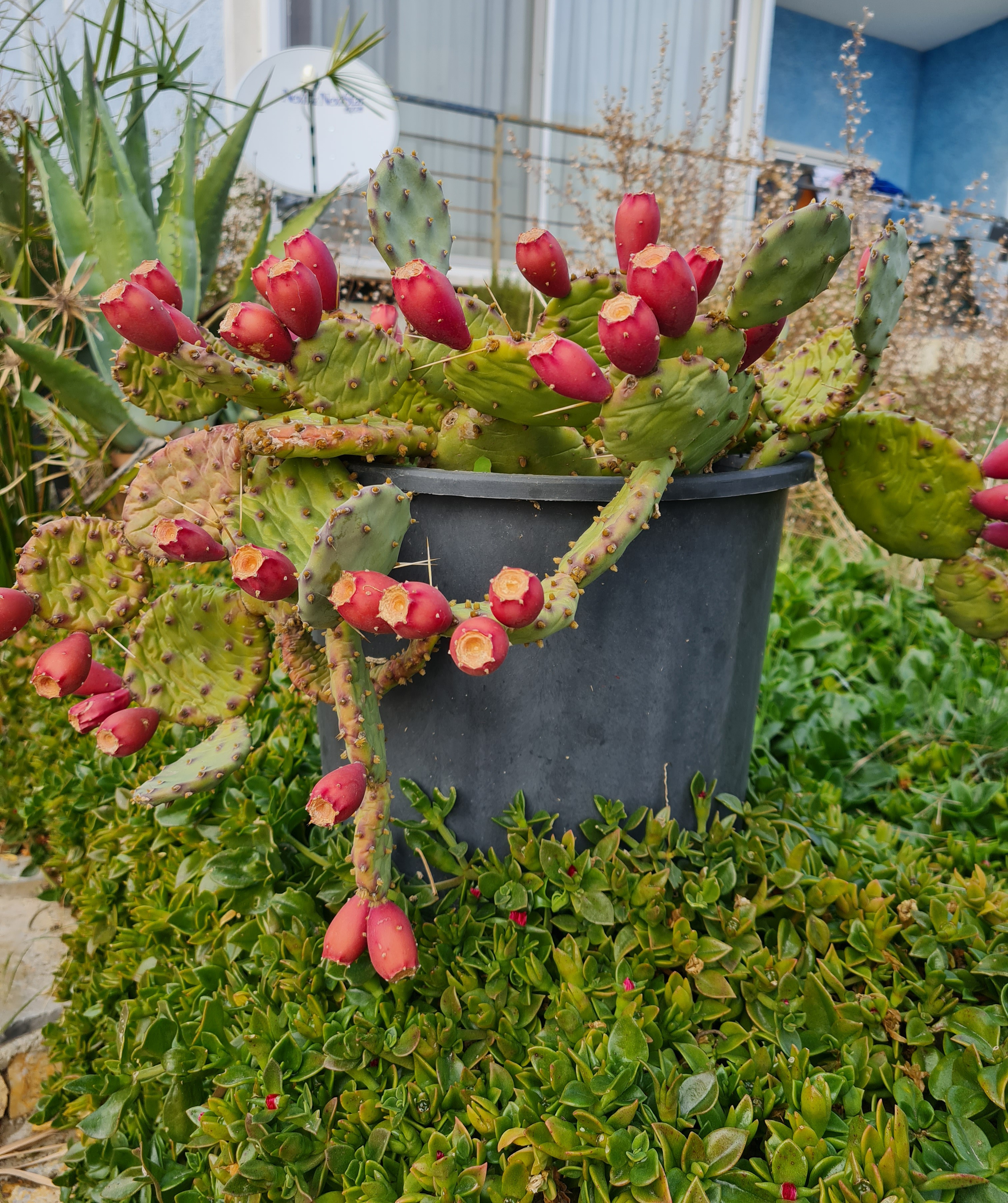 Derimiz içimizdeki yaraların görünür hâlidir